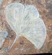 Spectacular Fossil Ginkgo Leaf Plate - North Dakota #15818-2